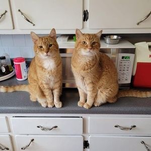 Meet your Posher, Nancy